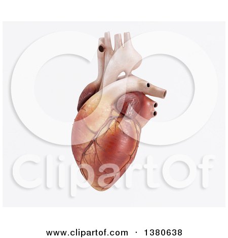 Clipart of a 3d Human Heart, on a White Background - Royalty Free Illustration by KJ Pargeter