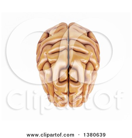 Clipart of a 3d Human Brain, on a White Background - Royalty Free Illustration by KJ Pargeter