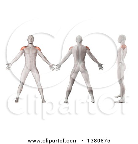 Clipart of 3d Anatomical Men Shown with Visible Deltoid Muscles, Front Side, Back Side and in Profile, on a White Background - Royalty Free Illustration by KJ Pargeter