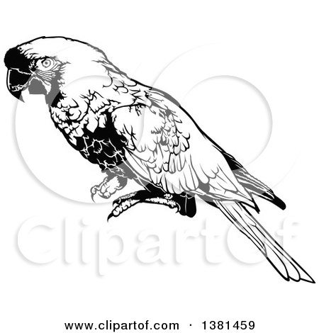 Clipart of a Black and White Perched Macaw Parrot - Royalty Free Vector Illustration by dero