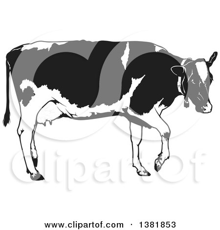 Clipart of a Grayscale Walking Dairy Cow - Royalty Free Vector Illustration by dero