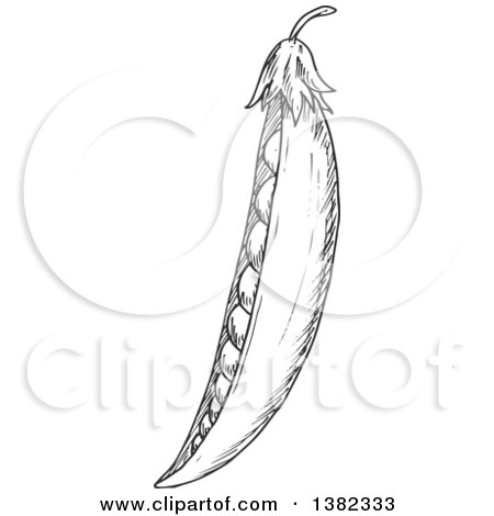 Clipart of a Dark Gray Sketched Pea Pod - Royalty Free Vector Illustration by Vector Tradition SM