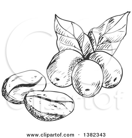 Clipart of Black and White Sketched Coffee Beans and Berries - Royalty Free Vector Illustration by Vector Tradition SM