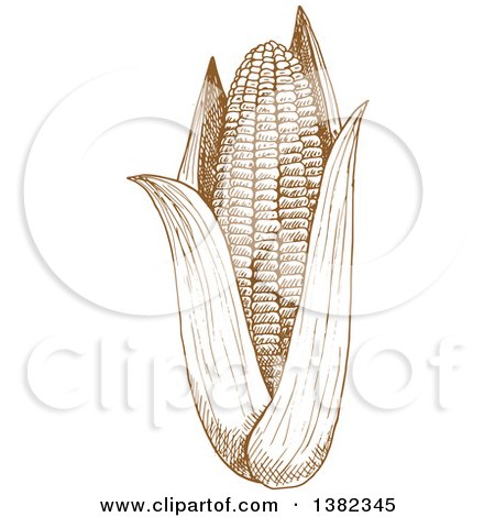 Clipart of a Brown Sketched Ear of Corn - Royalty Free Vector Illustration by Vector Tradition SM