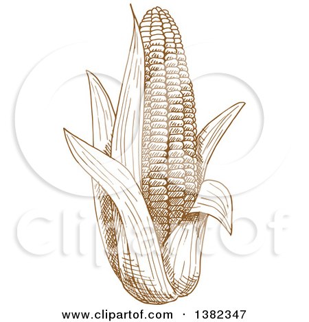 Clipart of a Brown Sketched Ear of Corn - Royalty Free Vector Illustration by Vector Tradition SM
