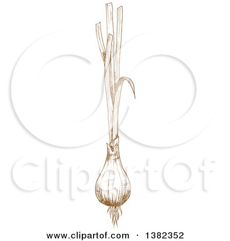 Clipart of Brown Sketched Green Onions - Royalty Free Vector Illustration by Vector Tradition SM
