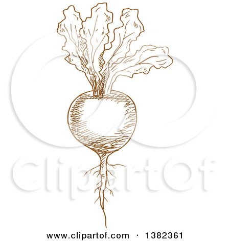 Clipart of a Brown Sketched Beet - Royalty Free Vector Illustration by Vector Tradition SM