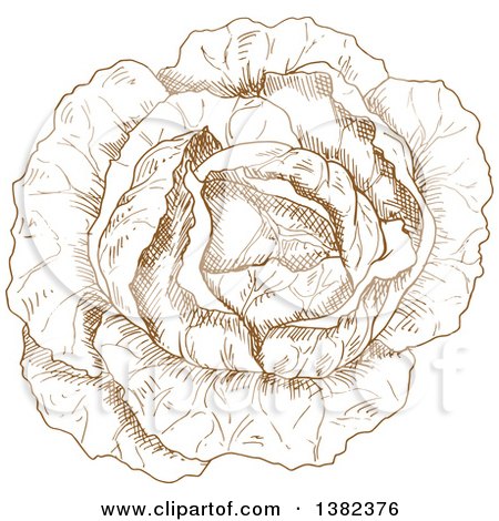 Clipart of a Brown Sketched Cabbage - Royalty Free Vector Illustration by Vector Tradition SM