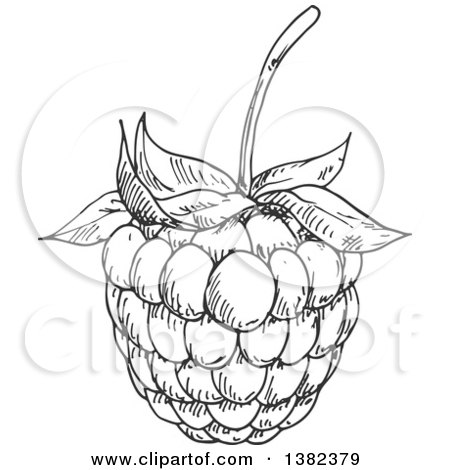 Clipart of a Gray Sketched Blackberry or Raspberry - Royalty Free Vector Illustration by Vector Tradition SM
