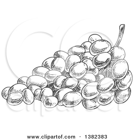 Clipart of a Gray Sketched Bunch of Grapes - Royalty Free Vector Illustration by Vector Tradition SM