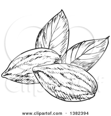 Clipart of Black and White Sketched Almonds - Royalty Free Vector Illustration by Vector Tradition SM