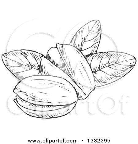 Clipart of Black and White Sketched Pistachios - Royalty Free Vector Illustration by Vector Tradition SM
