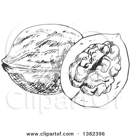 Clipart of Black and White Sketched Walnuts - Royalty Free Vector Illustration by Vector Tradition SM