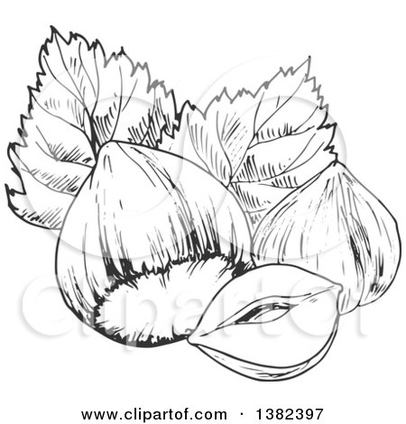 Clipart of Black and White Sketched Hazelnuts - Royalty Free Vector Illustration by Vector Tradition SM