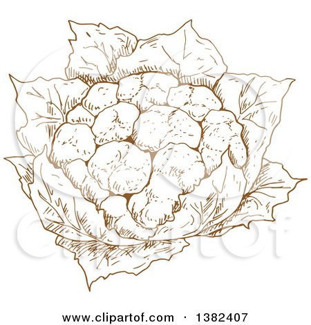 Clipart of a Brown Sketched Head of Cauliflower - Royalty Free Vector Illustration by Vector Tradition SM