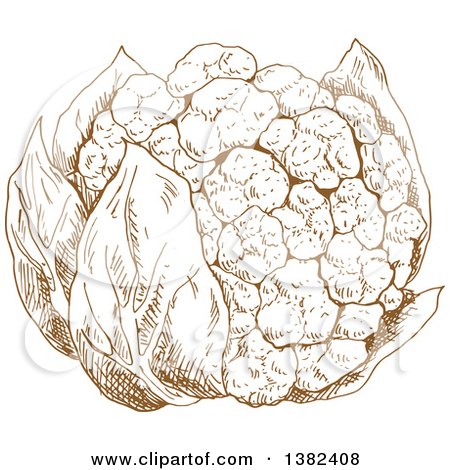Clipart of a Brown Sketched Head of Cauliflower - Royalty Free Vector Illustration by Vector Tradition SM