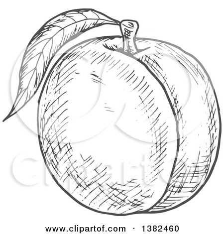Clipart of a Gray Sketched Peach - Royalty Free Vector Illustration by Vector Tradition SM