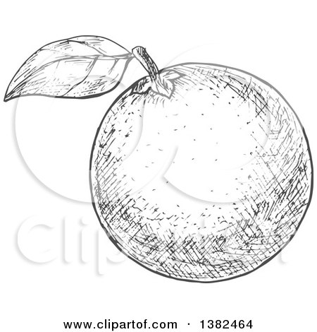 Clipart of a Gray Sketched Navel Orange - Royalty Free Vector Illustration by Vector Tradition SM