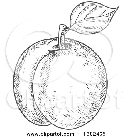 Clipart of a Gray Sketched Apricot - Royalty Free Vector Illustration by Vector Tradition SM