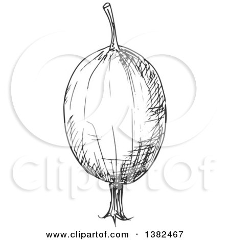 Clipart of a Gray Sketched Gooseberry - Royalty Free Vector Illustration by Vector Tradition SM