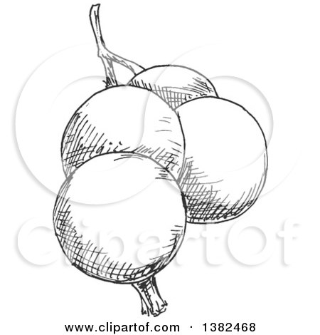 Clipart of Gray Sketched Currants - Royalty Free Vector Illustration by Vector Tradition SM