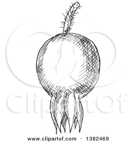Clipart of a Black and White Sketched Briar Fruit Rose Hip - Royalty Free Vector Illustration by Vector Tradition SM