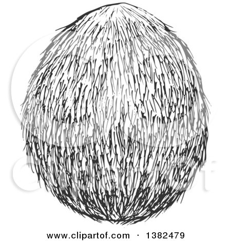 Clipart of a Black and White Sketched Coconut - Royalty Free Vector Illustration by Vector Tradition SM