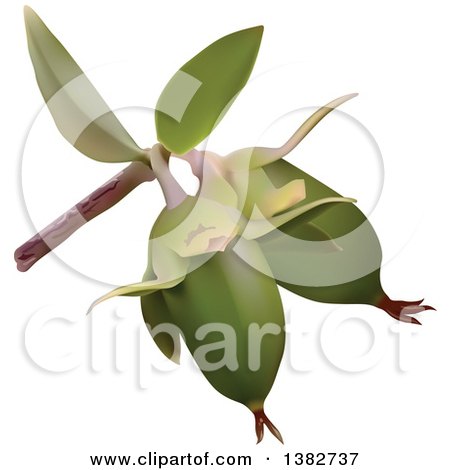 Clipart of a 3d Branch with Jojoba Fruits - Royalty Free Vector Illustration by dero