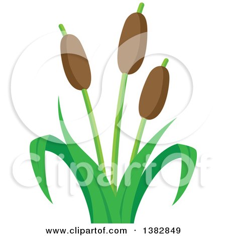 Clipart of a Cat Tail Aquatic Plant - Royalty Free Vector Illustration by visekart