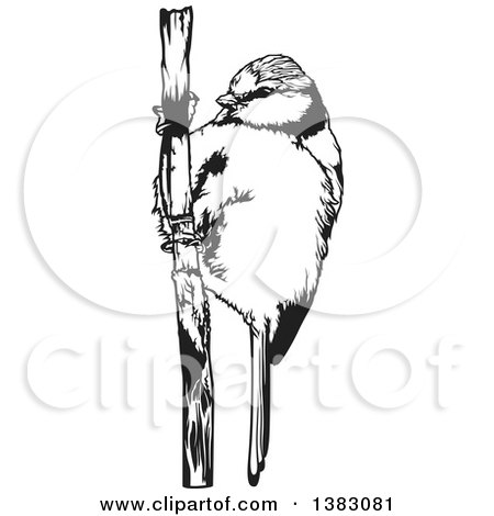 Clipart of a Black and White Eurasian Blue Tit on a Stalk - Royalty Free Vector Illustration by dero