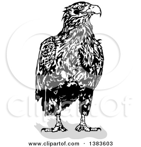 Clipart of a Black and White Eagle and Shadow - Royalty Free Vector Illustration by dero