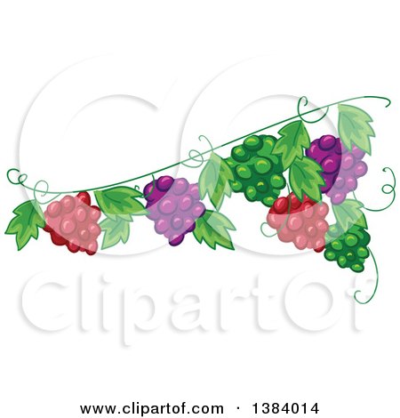 Clipart of a Green, Red and Purple Grape Vine Design Element - Royalty Free Vector Illustration by BNP Design Studio