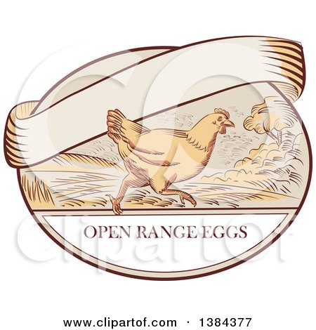 Clipart of a Sketched Retro Chicken Running on a Label with Open Range Text and a Blank Ribbon Banner - Royalty Free Vector Illustration by patrimonio