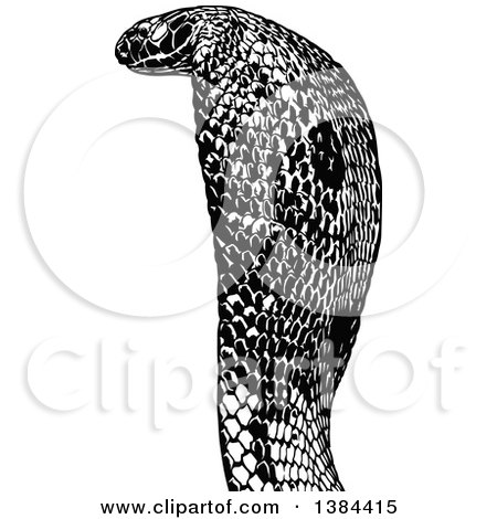 Clipart of a Black and White Attacking Snake - Royalty Free Vector