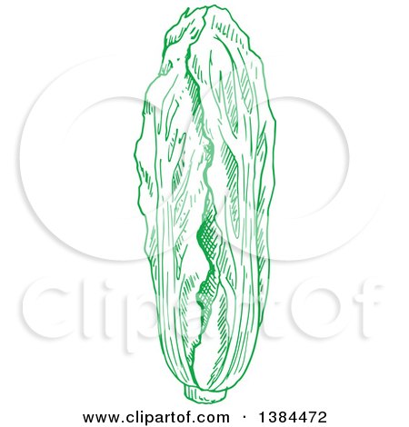 Clipart of a Sketched Green Cabbage - Royalty Free Vector Illustration by Vector Tradition SM