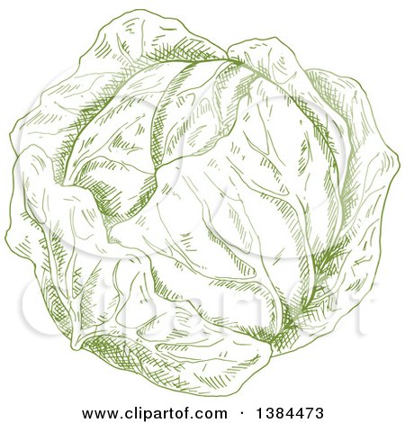 Clipart of a Sketched Green Cabbage - Royalty Free Vector Illustration by Vector Tradition SM