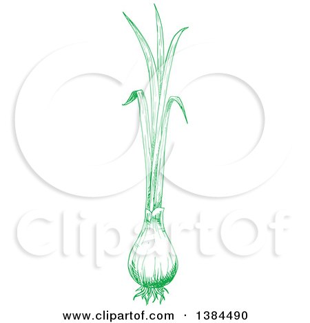 Clipart of a Sketched Spring Onion - Royalty Free Vector Illustration by Vector Tradition SM