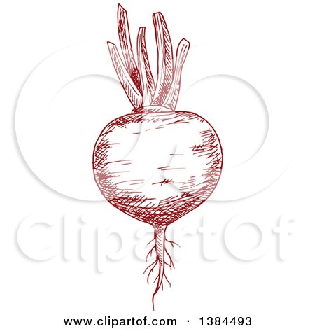 Clipart of a Sketched Beet - Royalty Free Vector Illustration by Vector Tradition SM
