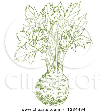 Clipart of a Sketched Celery Root - Royalty Free Vector Illustration by Vector Tradition SM