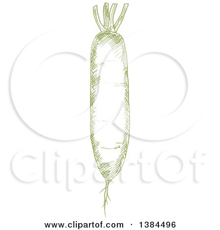 Clipart of a Sketched Green Daikon Radish - Royalty Free Vector Illustration by Vector Tradition SM