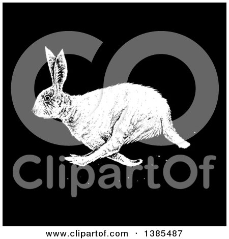 Clipart of a Black and White Bunny Rabbit on Black - Royalty Free Vector Illustration by lineartestpilot