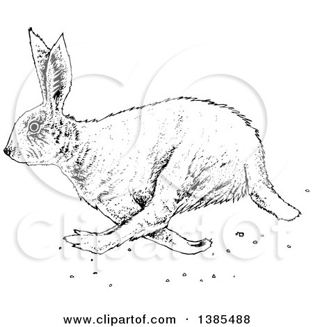 Clipart of a Black and White Bunny Rabbit - Royalty Free Vector Illustration by lineartestpilot