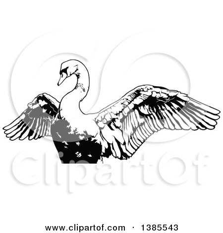 Clipart of a Black and White Swan Flapping Its Wings - Royalty Free Vector Illustration by dero