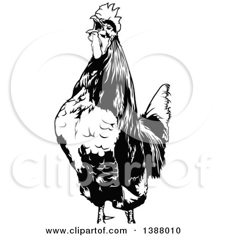 Clipart of a Cropped Black and White Rooster Crowing - Royalty Free Vector Illustration by dero
