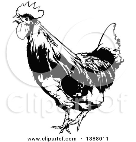 Clipart of a Black and White Rooster - Royalty Free Vector Illustration by dero
