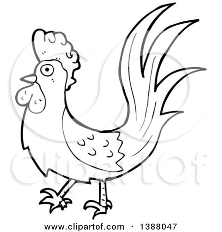 Clipart of a Cartoon Black and White Lineart Roooster Chicken - Royalty Free Vector Illustration by lineartestpilot