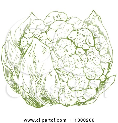 Clipart of a Sketched Green Head of Cauliflower - Royalty Free Vector Illustration by Vector Tradition SM