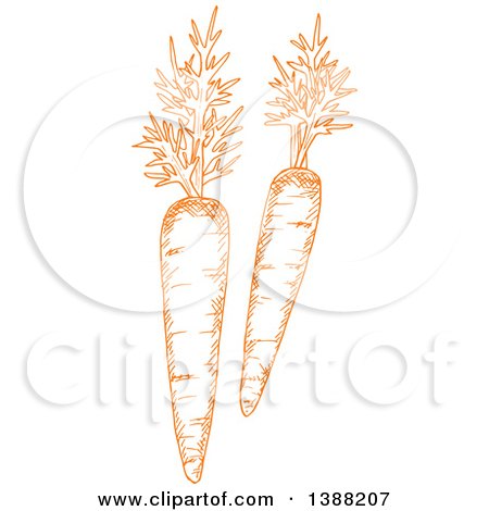 Clipart of Sketched Orange Carrots - Royalty Free Vector Illustration by Vector Tradition SM