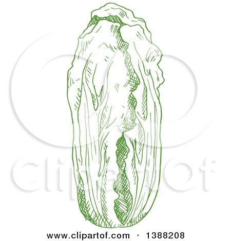 Clipart of a Sketched Green Head of Napa Cabbage - Royalty Free Vector Illustration by Vector Tradition SM