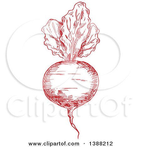Clipart of a Sketched Red Beet - Royalty Free Vector Illustration by Vector Tradition SM